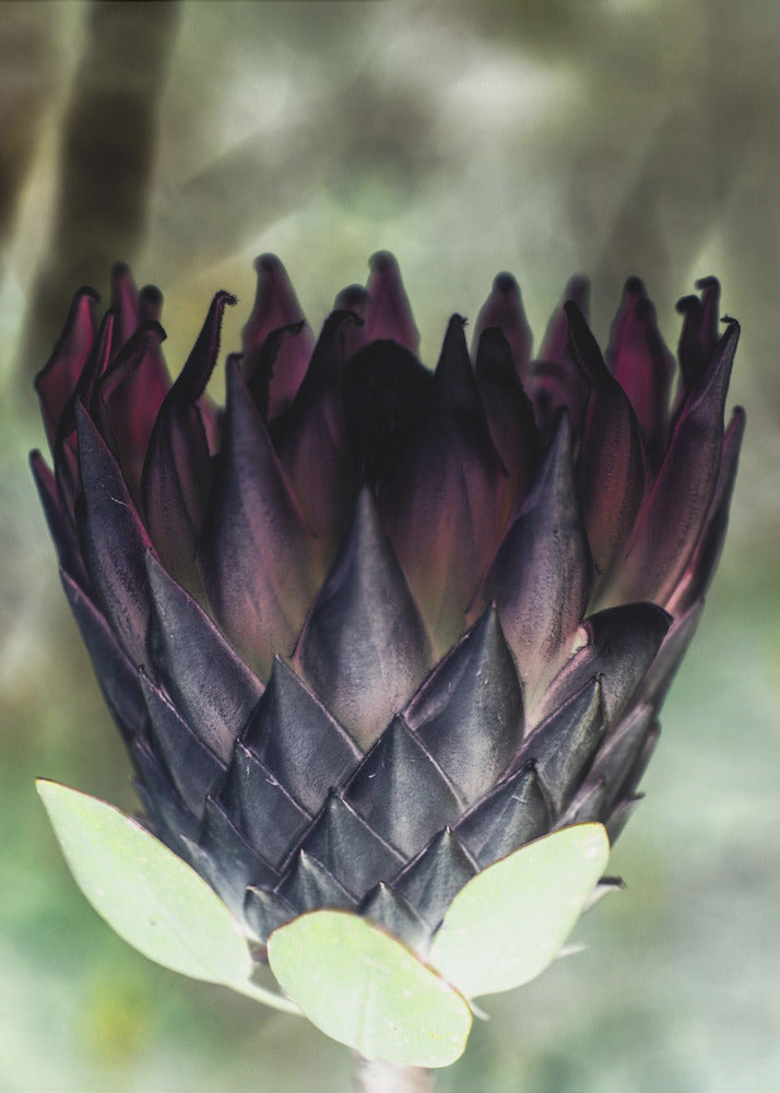 Shadowed Blossom | Poster