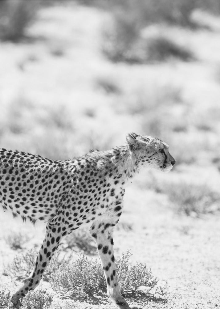 Cheetah's Grace | Poster