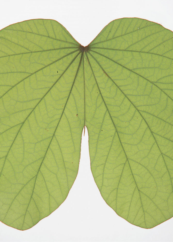 Leafy Vein Symphony | Poster
