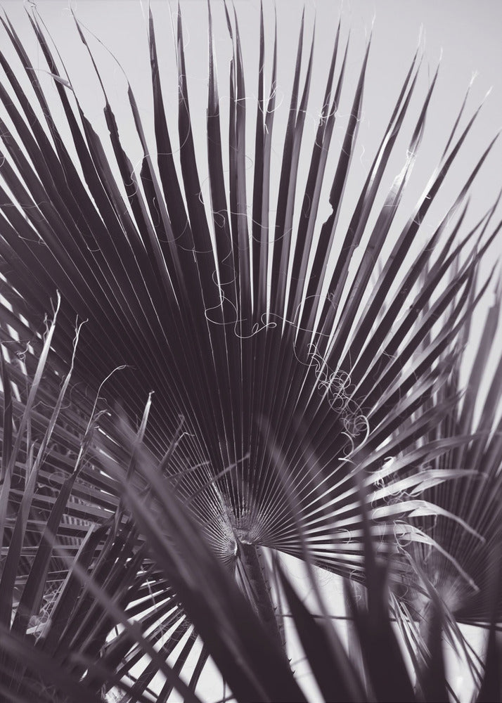 Palm Whisperings | Poster