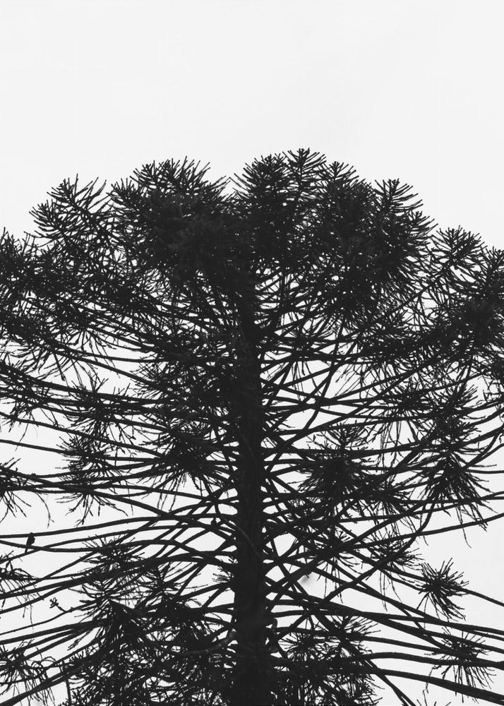 Silhouetted Symmetry | Poster