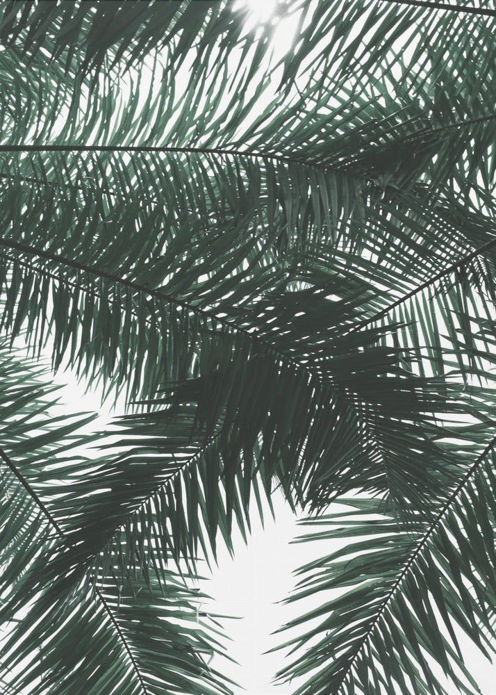 Sunlit Palms Canopy | Canvas