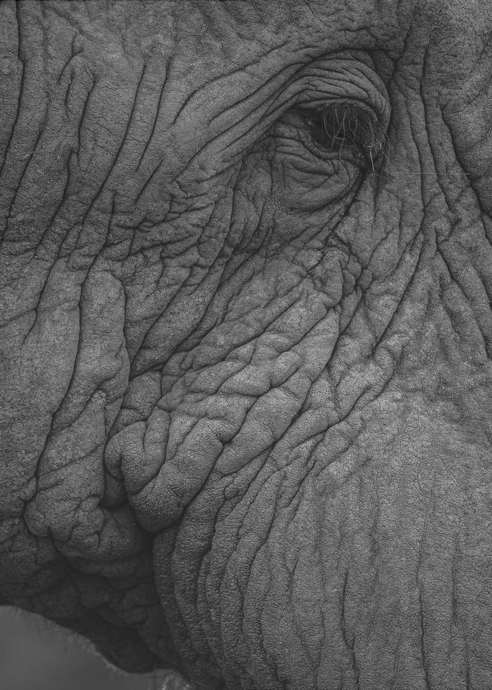 Elephant's Wisdom | Poster