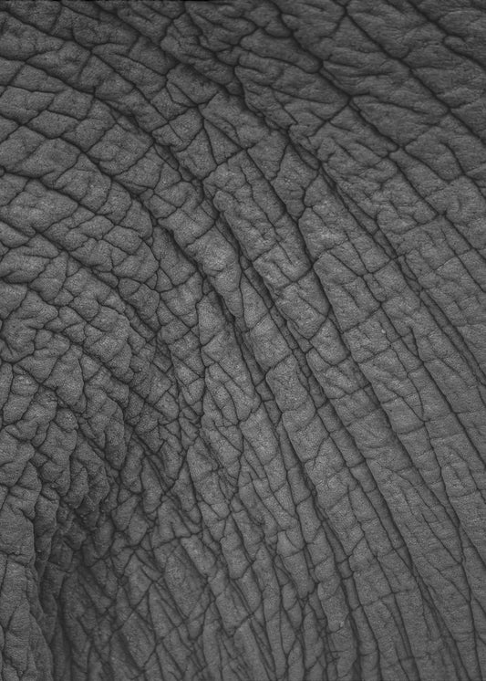 Elephant's Tapestry | Poster