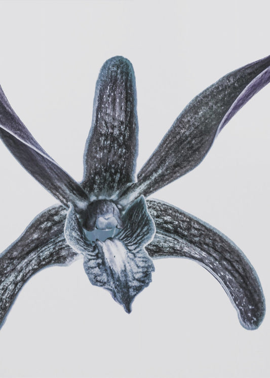 Midnight Blossom | Poster