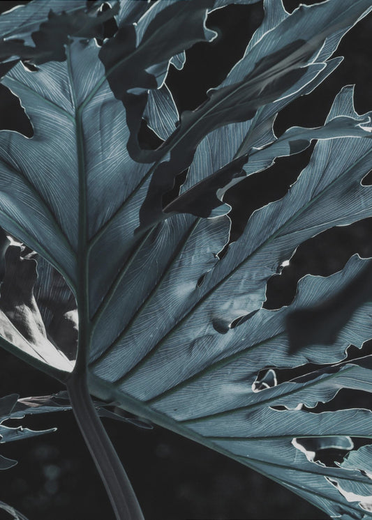 Leafy Shadowscape | Poster