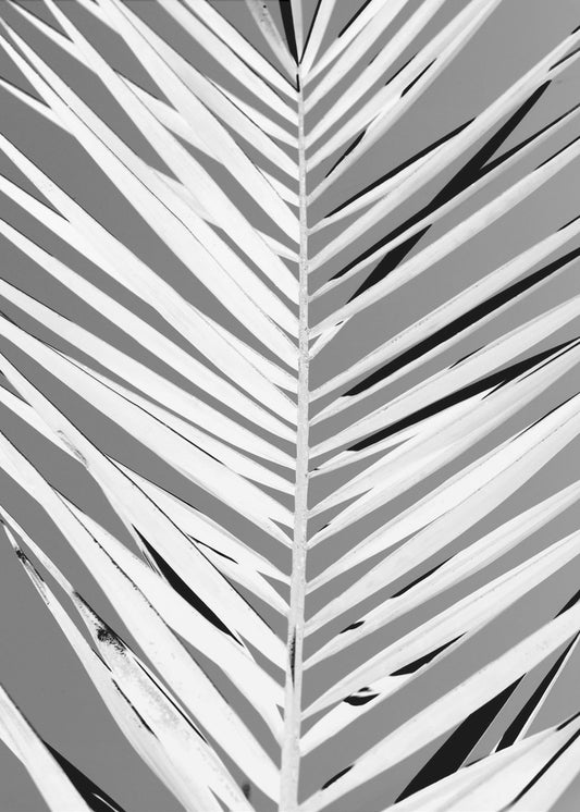 Monochrome Fronds | Poster