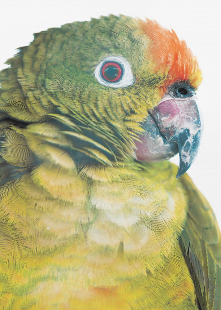 Vibrant Parrot Glance | Poster