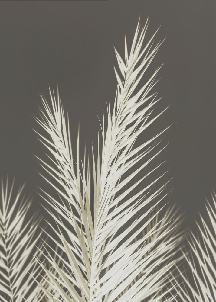 Luminescent Fronds | Poster