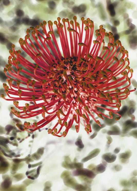 Radiant Blossom | Poster