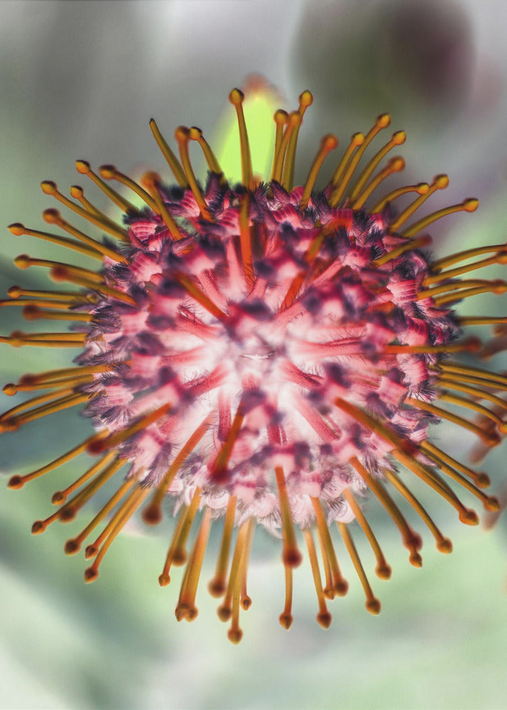 Blooming Radiance | Poster