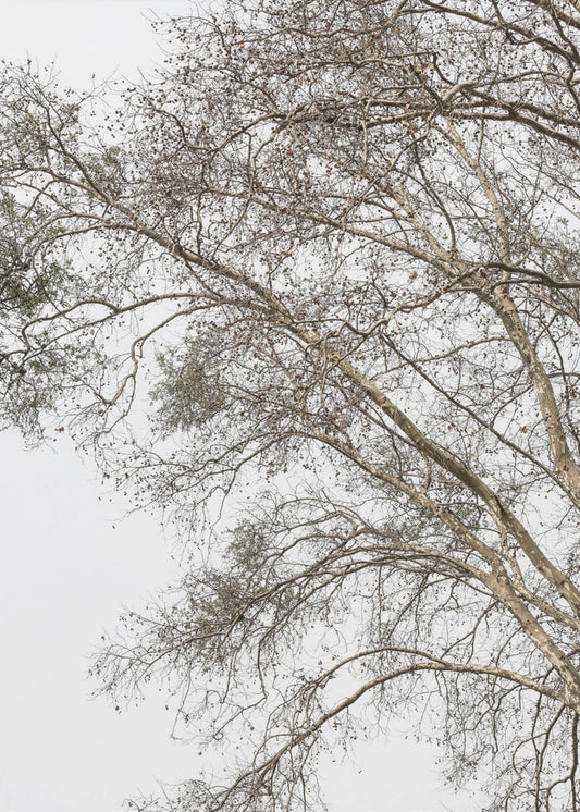 Winter's Whispering Branches | Poster