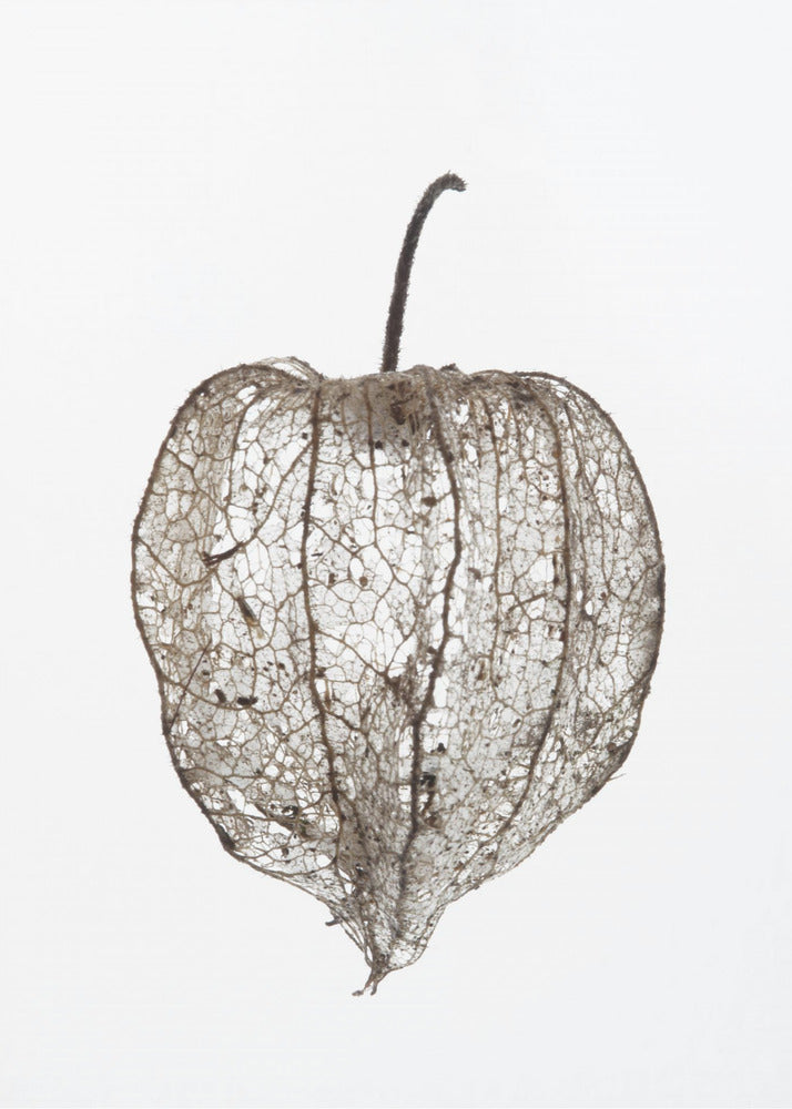 Fragile Nature's Veil | Canvas
