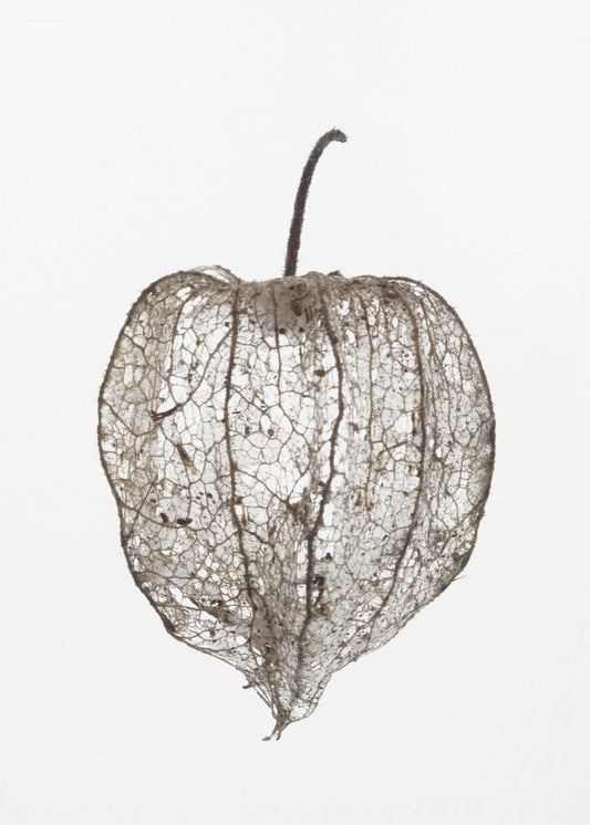 Fragile Nature's Veil | Canvas