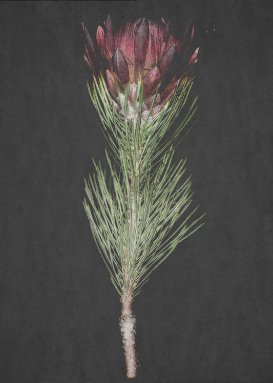 Protea Serenity | Poster