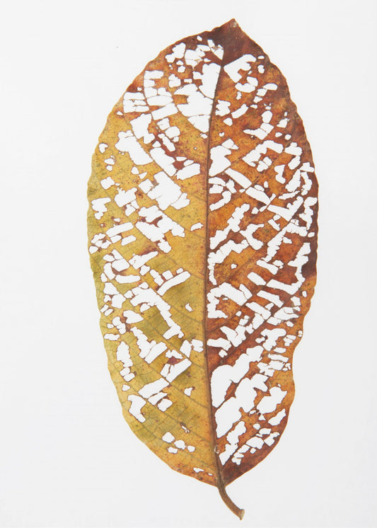 Faded Foliage Lace | Poster