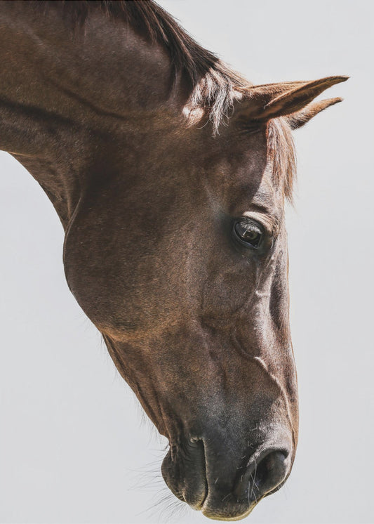 Portrait of a Horse Head | Poster