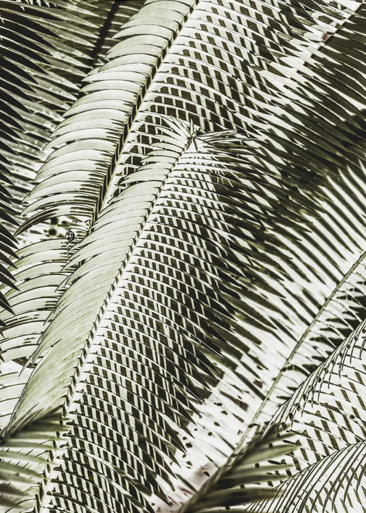 Shadow Dancing | Poster