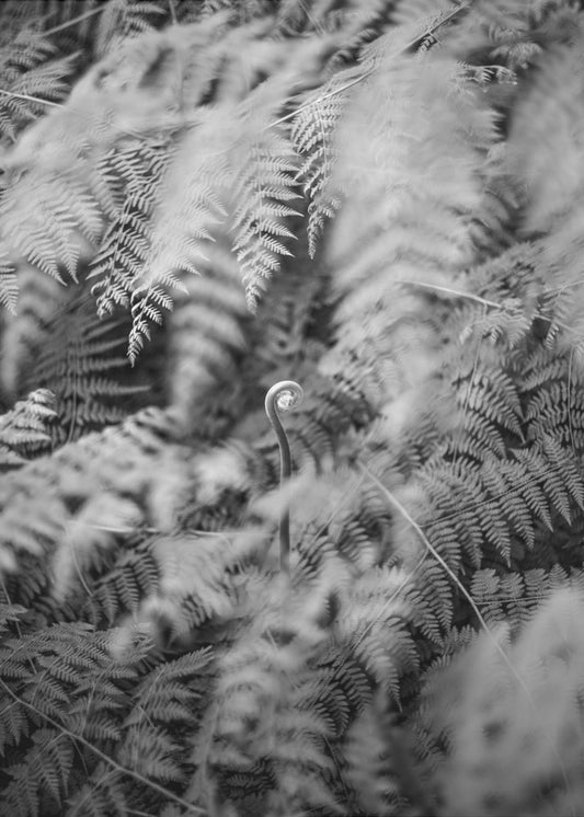 Black And White Photograph | Poster