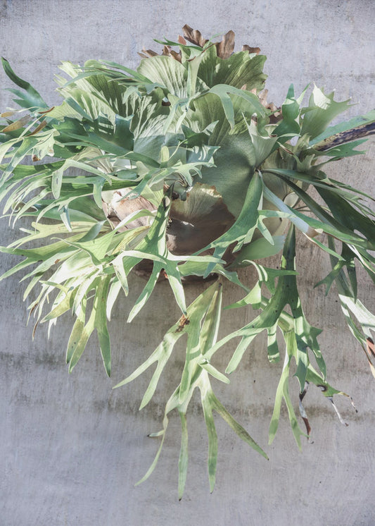 Wall Fern Delight | Poster