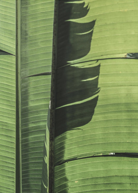 Tropical Banana Leaves | Poster