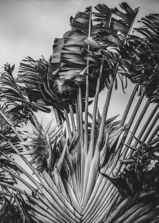 Tropical Dancer | Poster