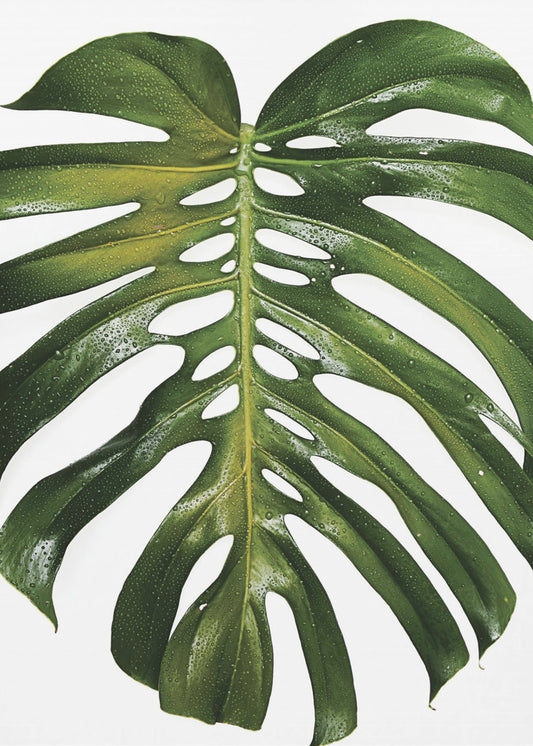 Verdant Monstera Leaf | Poster