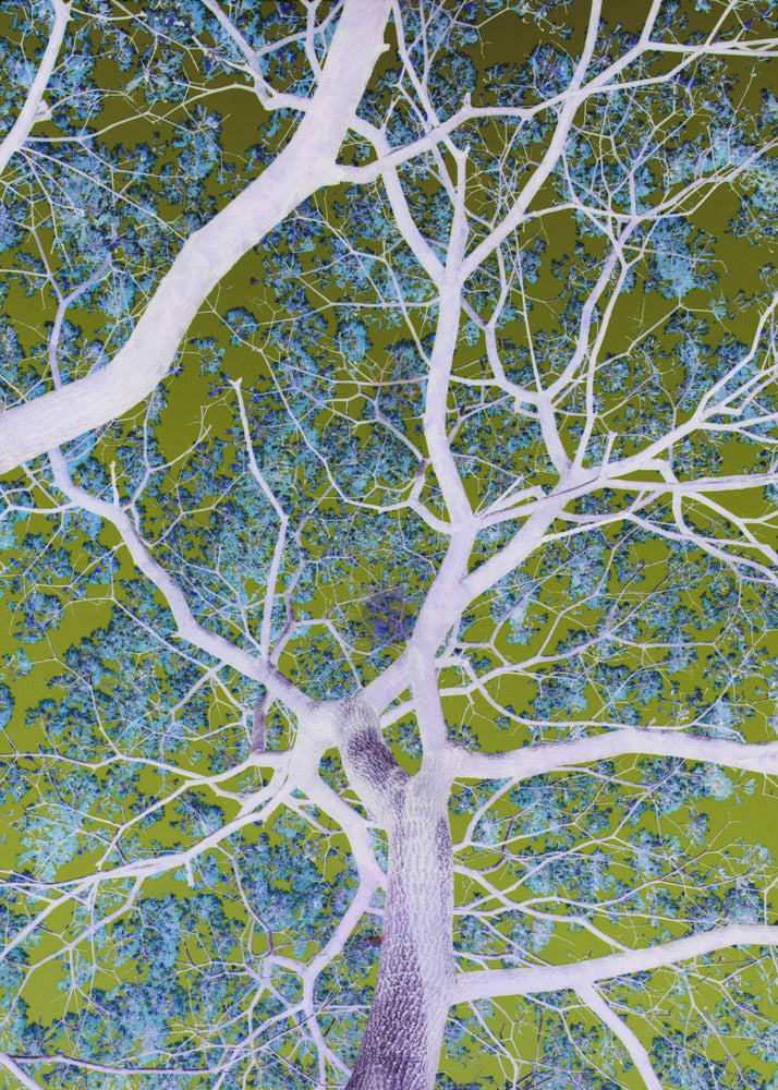 Surreal Branches | Poster