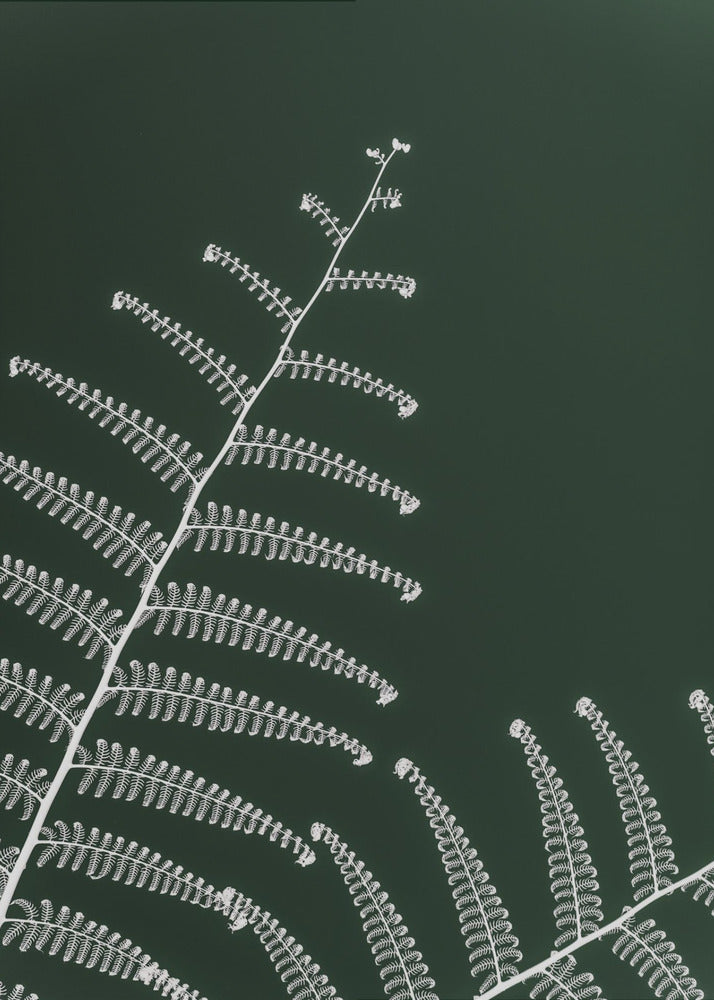Fern's Gentle Curve | Poster