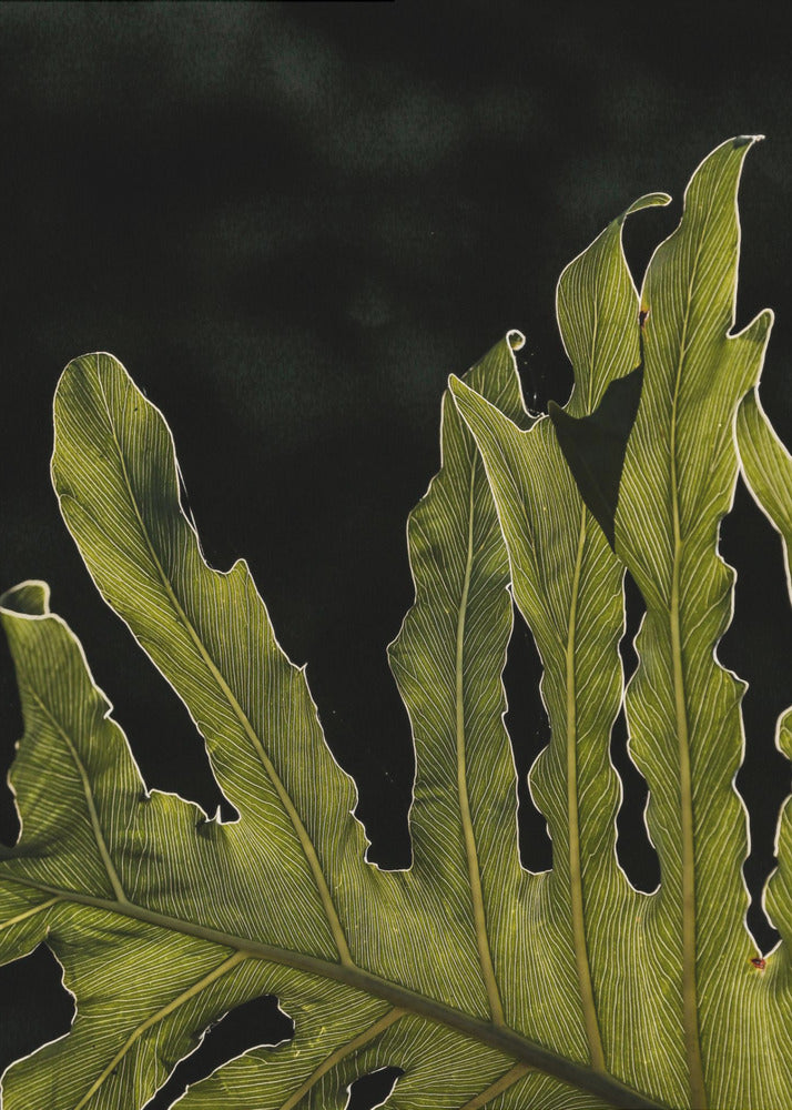 Leafy Silhouette | Poster