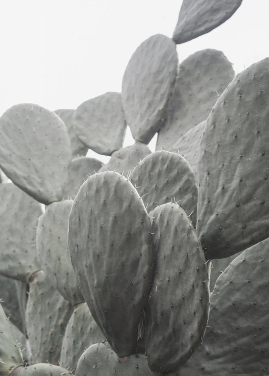 Beauty Of Cactus | Poster