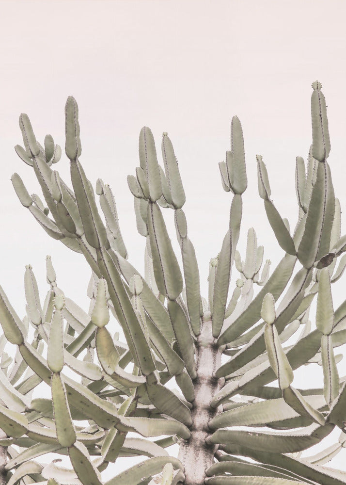 Serene Desert Growth | Poster