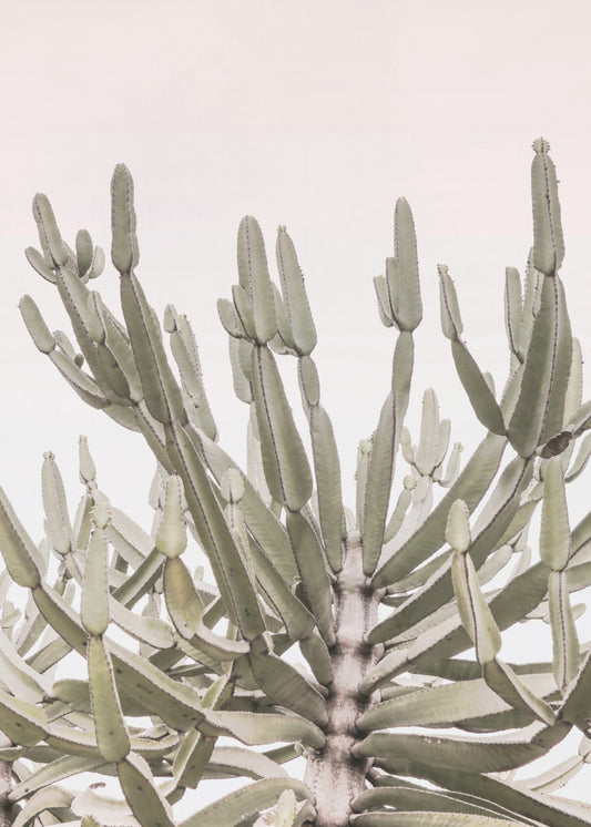 Serene Desert Growth | Poster