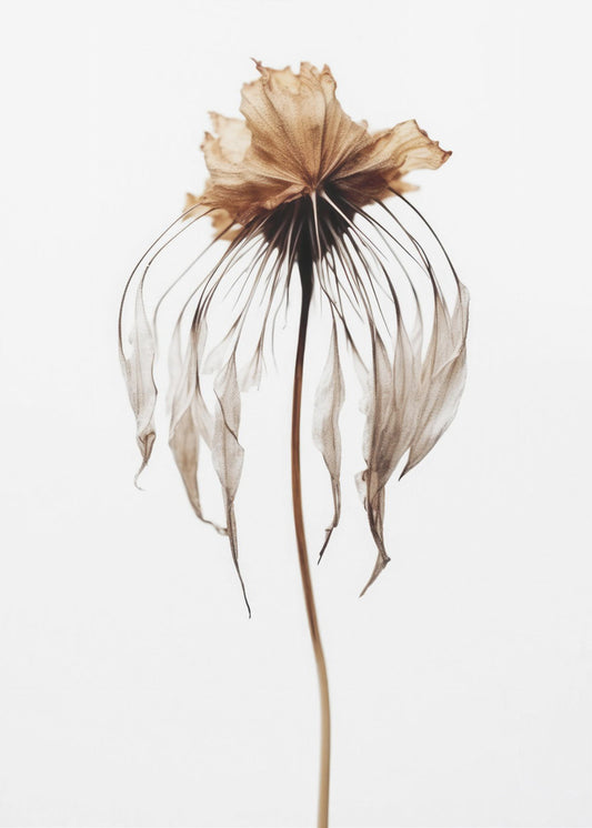 Faded Elegance | Poster