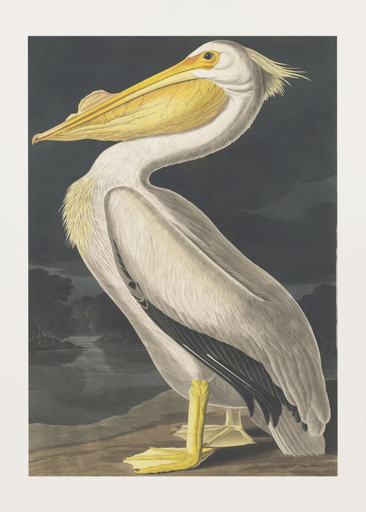 American White Pelican From Birds of America (1827) | Poster