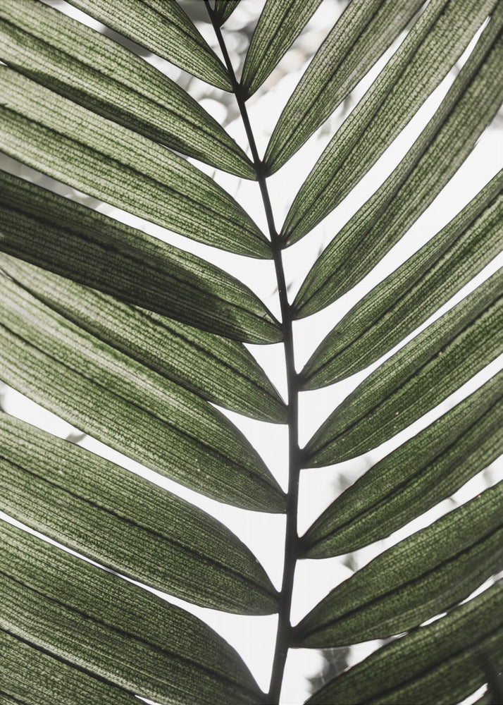 Palm Leaves 24 | Poster