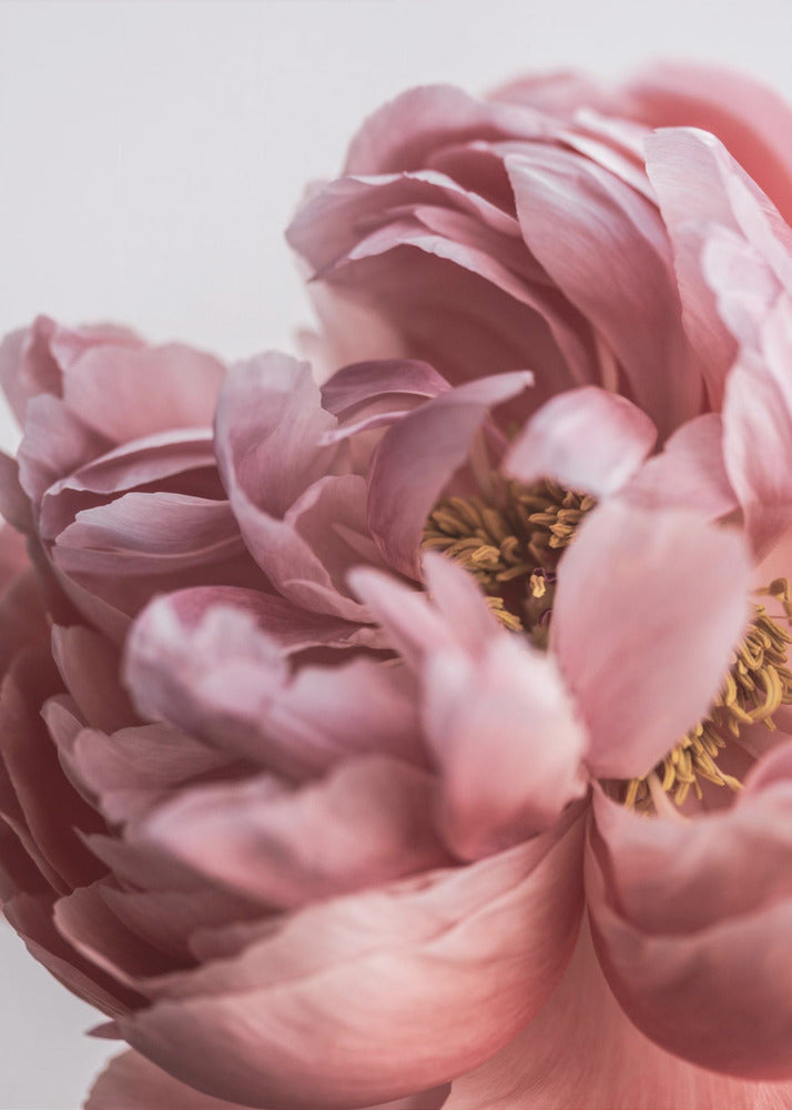 Peony | Poster