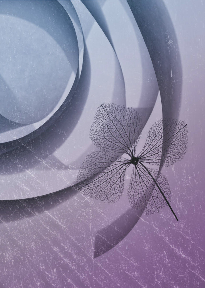 Hydrangea | Poster
