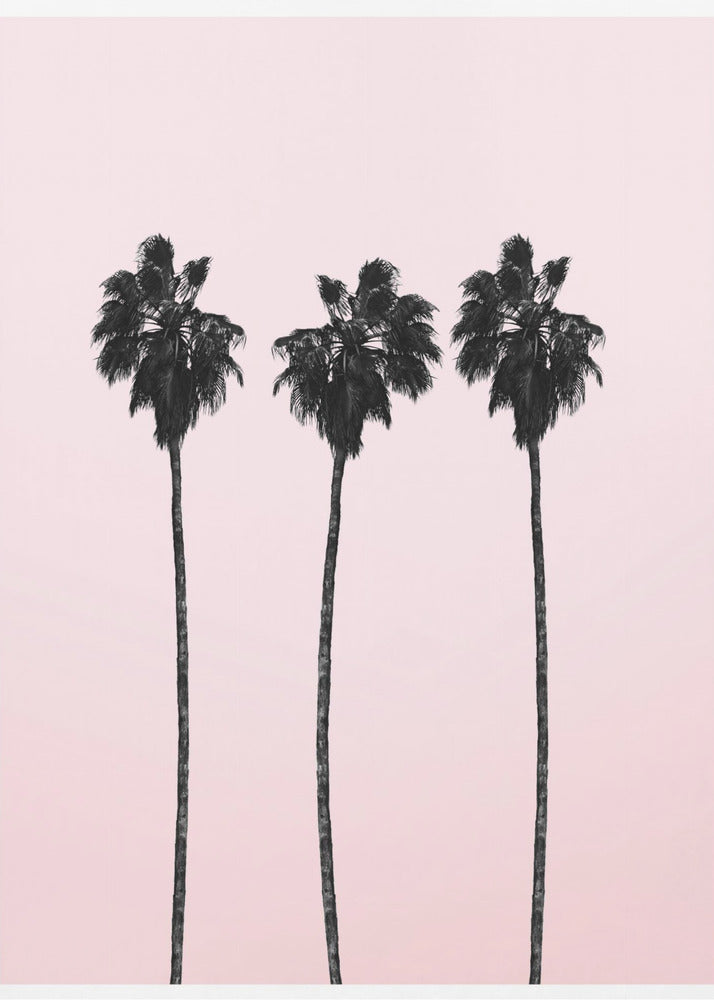 Three Tall Palms | Canvas