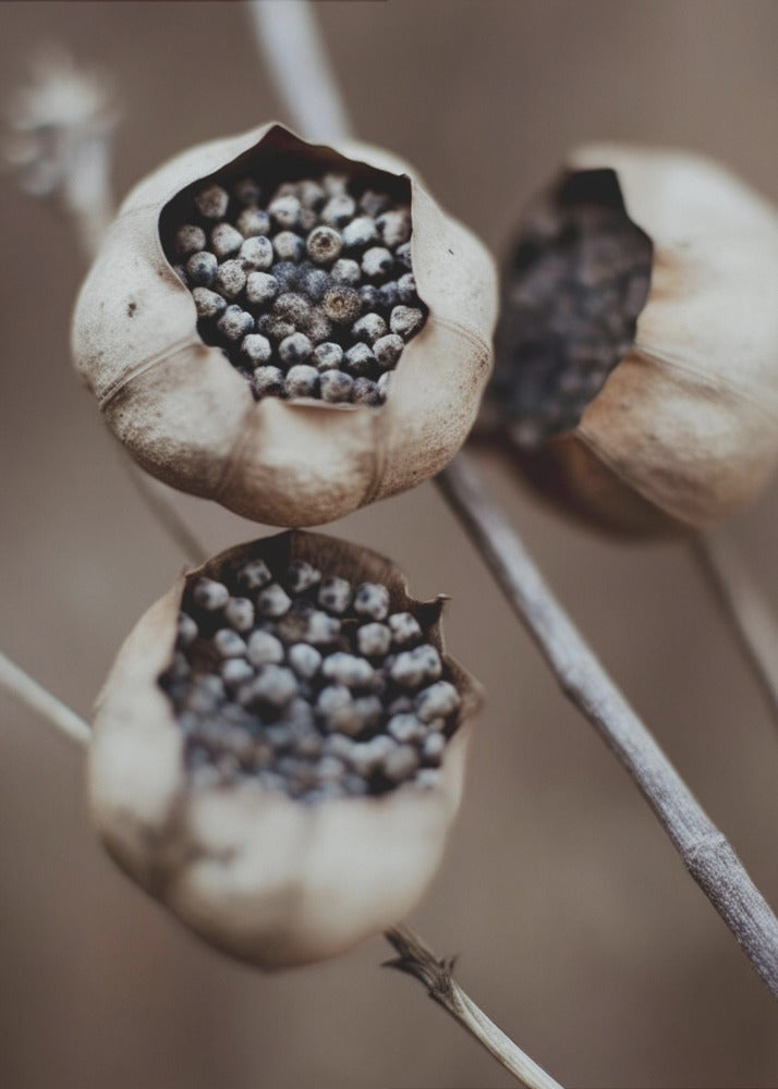 Nature's Capsules | Poster