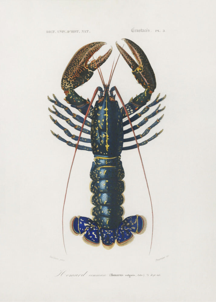 Crimson Crawfish | Poster
