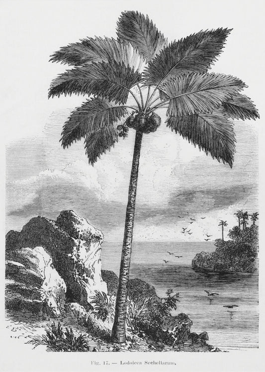 Vintage Palm Tree Drawing I | Poster