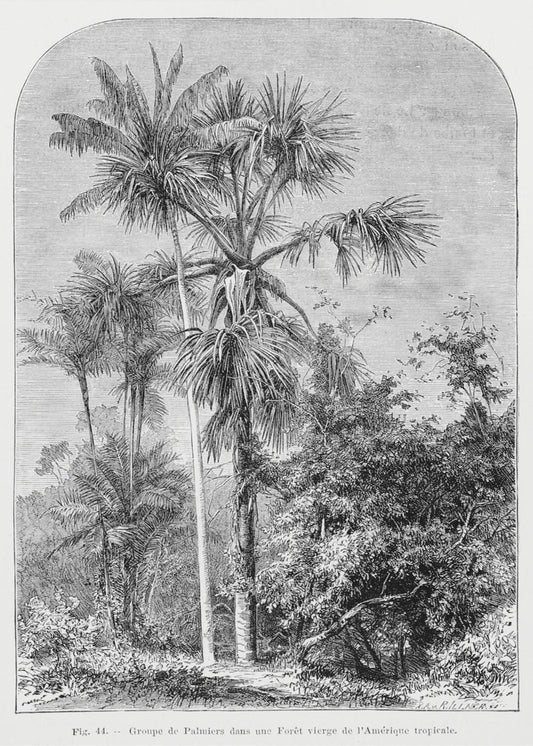 Vintage Palm Tree Drawing Iv | Poster