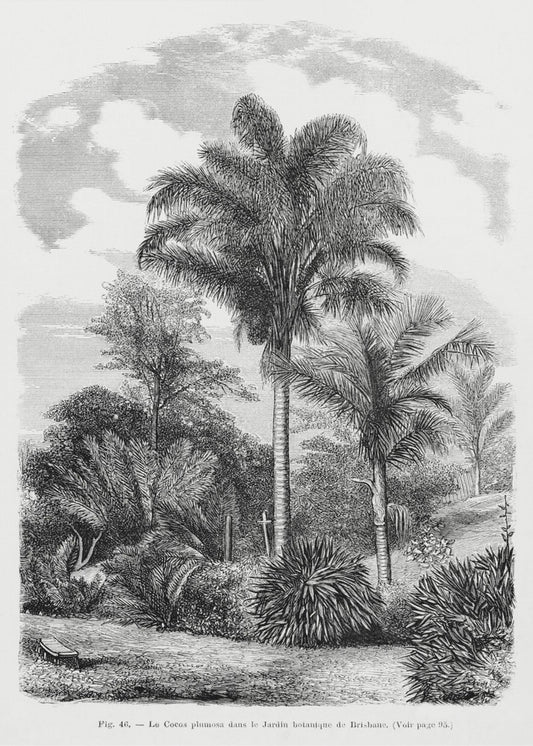 Vintage Palm Tree Drawing Vi | Canvas