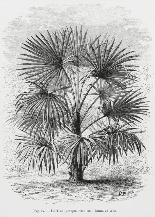 Vintage Palm Tree Drawing Xi | Canvas