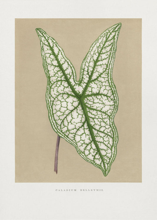 Green Caladium Belleymii Leaf Illustration | Canvas