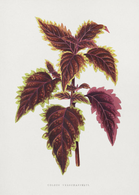 Pink Coleus Leaf Illustration | Canvas