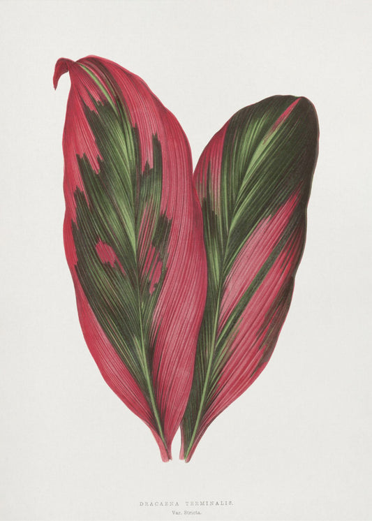 Pink Dracaena Terminalis Leaf Illustration | Poster
