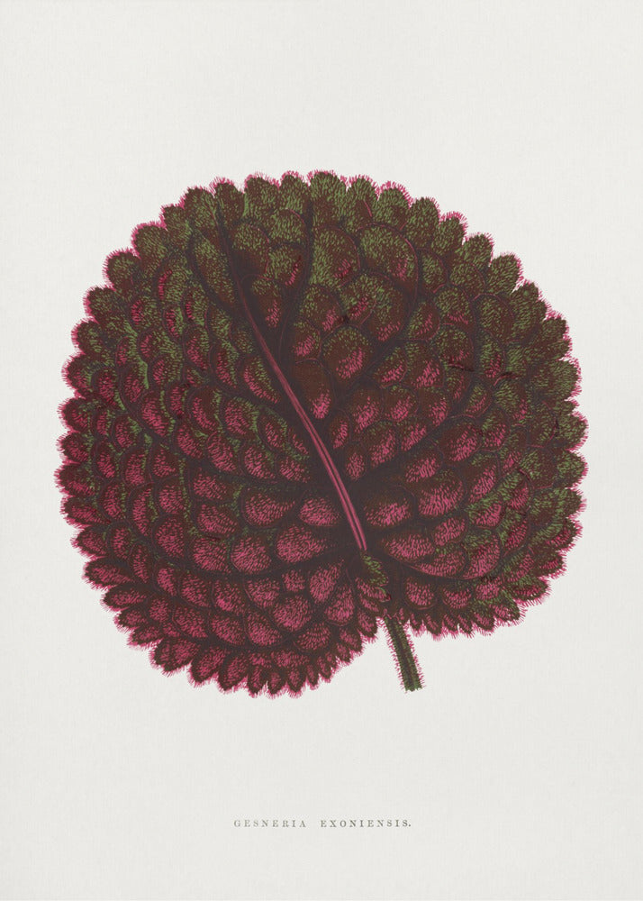 Pink Gesneria Exoniensis Leaf Illustration | Poster