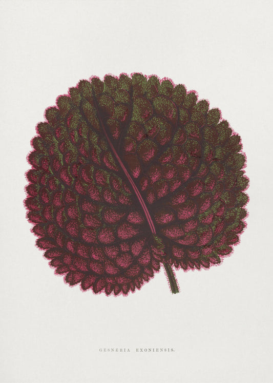 Pink Gesneria Exoniensis Leaf Illustration | Canvas
